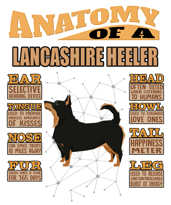 do lancashire heeler shed