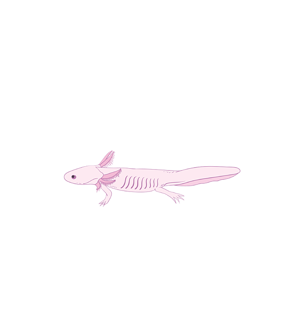 Anatomy Of An Axolotl Axolotls Biology Diagram Science Spiral Notebook ...