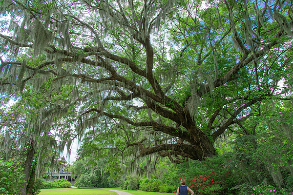 Ancient Oak Spanish Moss Magnolia Plantation and Gardens Charleston South Carolina