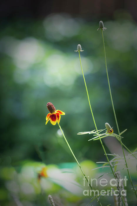 Natural Abstract Photography - And Silent Morning - Mexican Hat Wildflower