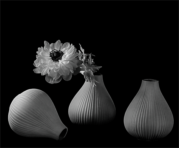 Sylvia Goldkranz - Anemone and its Vases