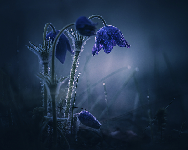 Igor Klyakhin - Anemone flower at dawn