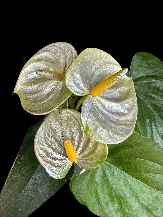 Karen A Wise - Anthuriums Spray-Painted Silver on a Black Background
