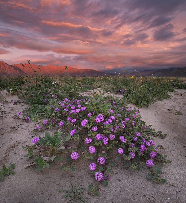 William Dunigan - Anza Borrego Colorful Flowers and Sky