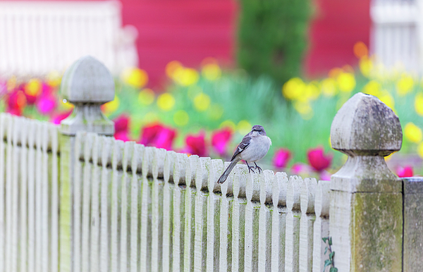 Rachel Morrison - April Garden Mockingbird on a Picket Fence