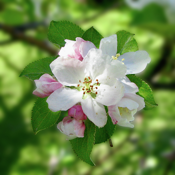 Necia Seamons - Apple Blossom 1