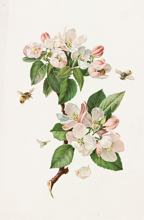 Bees and Apple Blossom Birthday | Greeting Card Bees and Apple Blossom Birthday | Greeting Card
