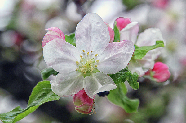 Linda Goodman - Apple Blossoms And Raindrops