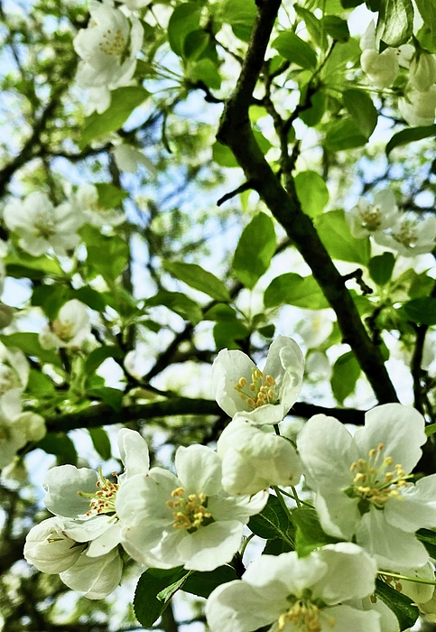 Nataile Thompson - Apple Blossoms