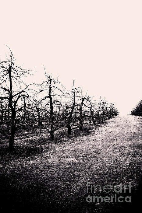 Renata Natale - Apple Orchard Soons Farms New Hampton New York