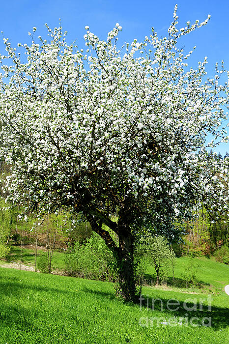 Johanna Zettler - Apple Tree in Full Bloom