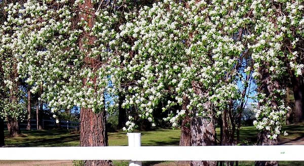 Will Borden - April Saskatoon Blossoms