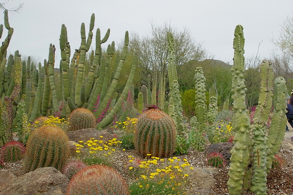 Pat Goltz - Arizona-Sonora Desert Museum in Spring