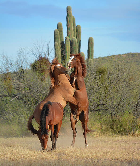 Rewild The Wild - Arizona Wild Horse Morning Brawl