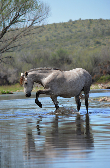 Rewild The Wild - Arizona Wild Horse Plays In the Salt River