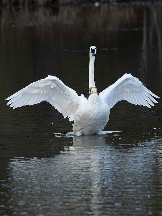 Bird Photographs