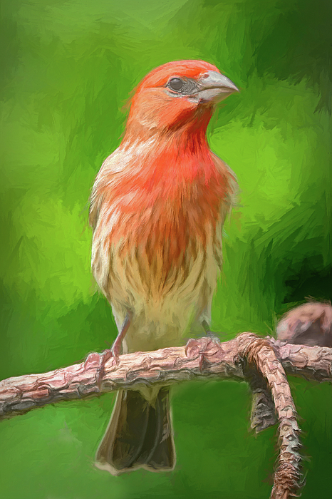 https://images.fineartamerica.com/images/artworkimages/medium/3/artistic-house-finch-jerry-griffin.jpg