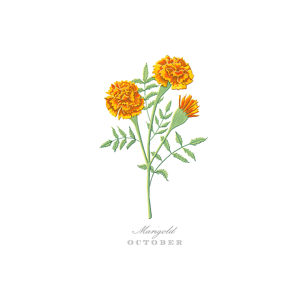 Daisy April Birth Month Flower Botanical Print on Black - Art by Jen  Montgomery Sticker by Jen Montgomery - Pixels