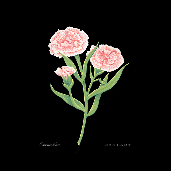 Carnation January Birth Month Flower Botanical Print on White