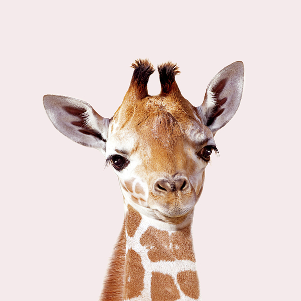 Cool giraffe with sunglasses - what's up?' Women's T-Shirt