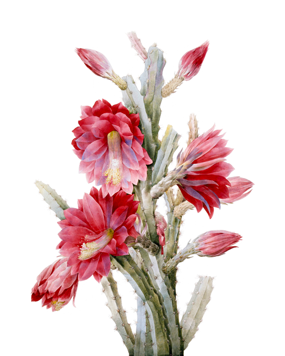 cactus flower png