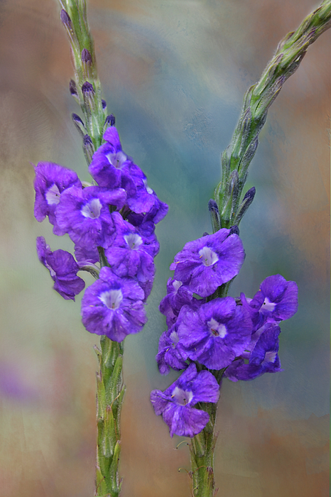Asparagus Purple Flowers Coffee Mug by Isabela and Skender Cocoli - Isabela  and Skender Cocoli - Website