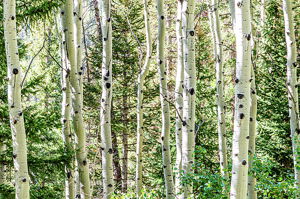 Mountain Photographs