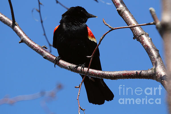 Brian Baker - Attentive Red-Winged Blackbird