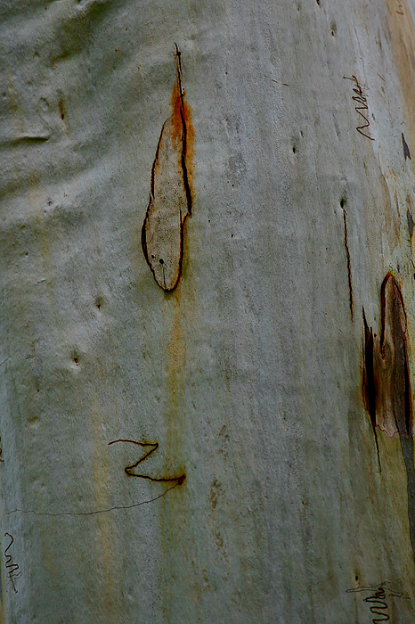 Joe Vella - Australian Gum Tree, Berrima, NSW II