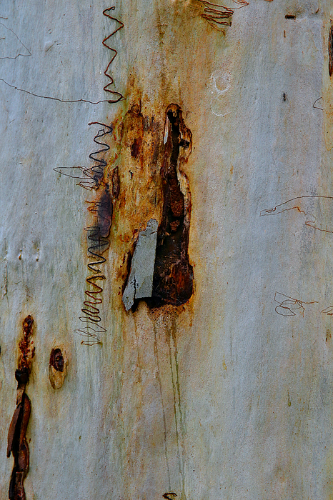 Joe Vella - Australian Gum Tree I