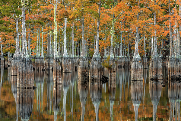 Eric Albright - Autumn Cypress Reflections