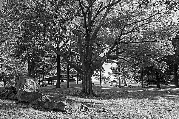 https://images.fineartamerica.com/images/artworkimages/medium/3/autumn-day-in-the-salem-willows-salem-ma-black-and-white-toby-mcguire.jpg