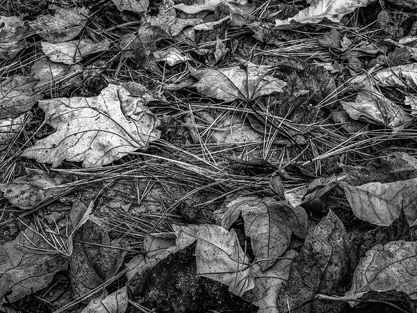 Bob Orsillo - Autumn Forest Floor Leaves and Pine Needles 24
