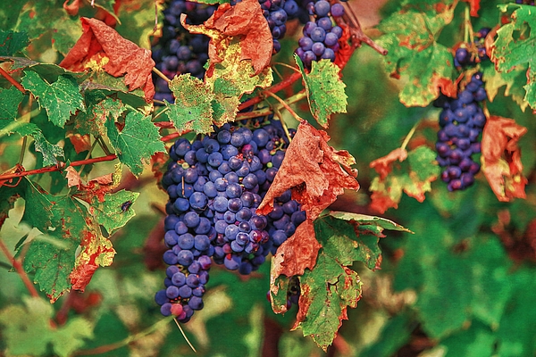 Amalia Suruceanu - Autumn Grapes