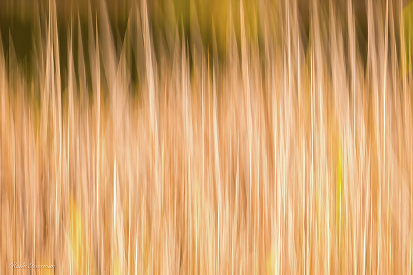Kathi Isserman - Autumn Grasses