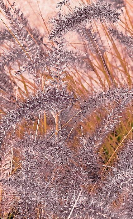 Bonnie See - Autumn Grassheads