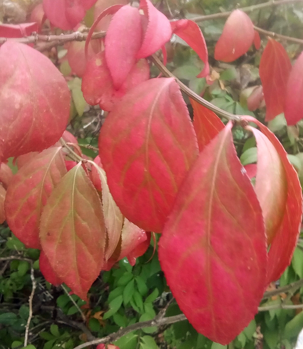 Marine B Rosemary - Autumn Leaves 2