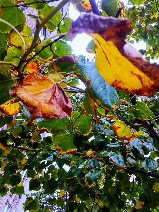 Marine B Rosemary - Autumn Leaves 1