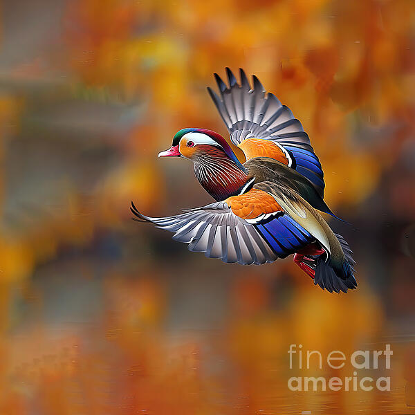 Elisabeth Lucas - Autumn Mandarin Duck in Flight