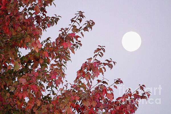 Linda Lees - Autumn Moon
