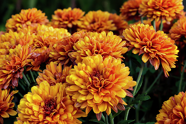 Autumn Mums Greeting Card for Sale by Denise Harty