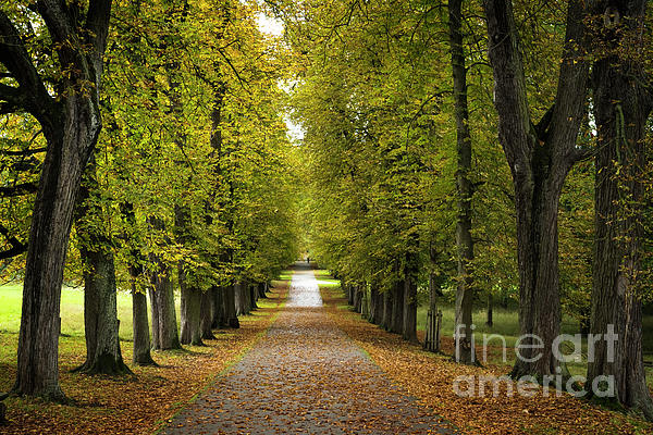Elena Elisseeva - Autumn path  in Ludwigsburg park