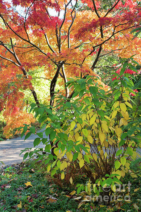 Autumn Splendor in an English Garden Yoga Mat by Tim Gainey - Tim