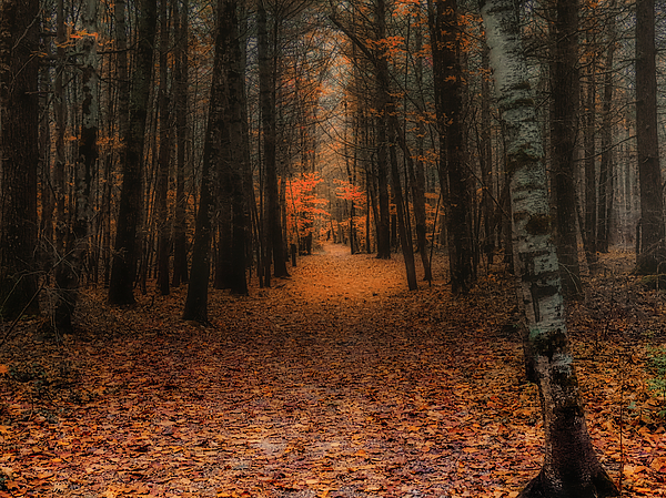 Scott Loring Davis - Autumn Walk in The Woods