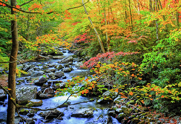Richard Jansen - Autumn Colors At Tremont Tennessee