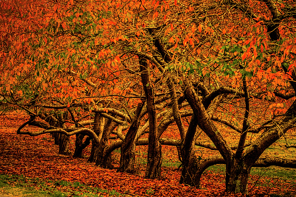 Bette Devine - Autumnal Cherry Orchard