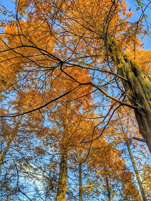 Forest Art