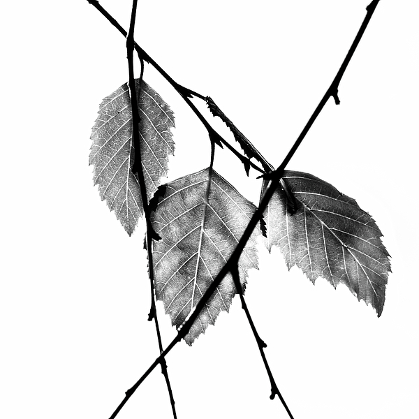 Bob Orsillo - Autumns Three Leaf Abstract 24