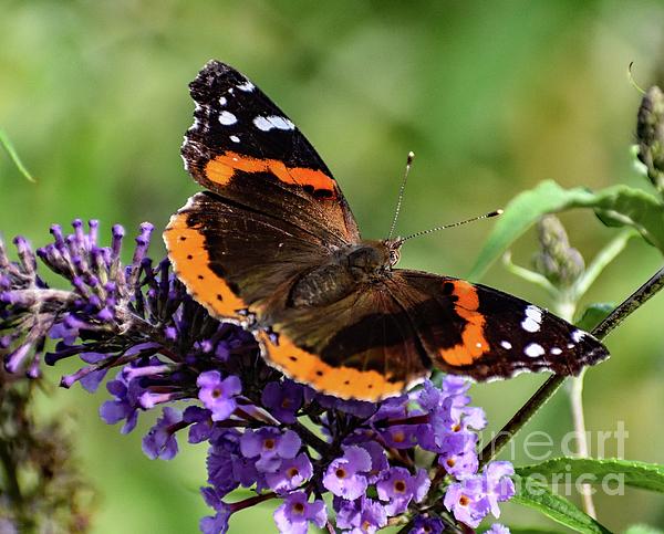 Cindy Treger - Awesome Beauty Of A Red-Admiral