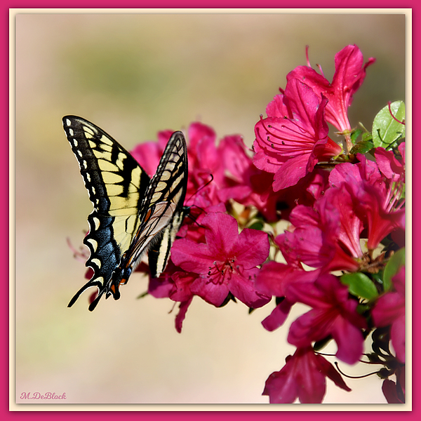 Marilyn DeBlock - Azalea and Eastern Tiger Swallowtail Square - Providence Forge, Virginia